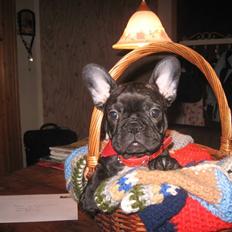 Fransk bulldog jokerface fine art