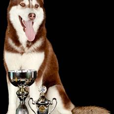 Siberian husky snowhuskyziemabor nala