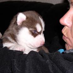 Siberian husky snowhuskyziemabor nala