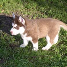 Siberian husky snowhuskyziemabor nala
