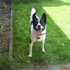 Blanding af racer Himmelhund Charlie 