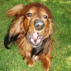 Dværggravhund Tipper