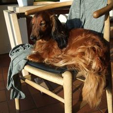 Dværggravhund Tipper