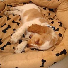 Cocker spaniel Sofus