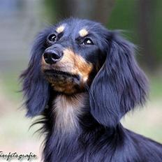 Gravhund Bornebusch`s Frida.