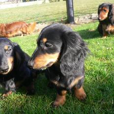 Gravhund Bornebusch`s Frida.