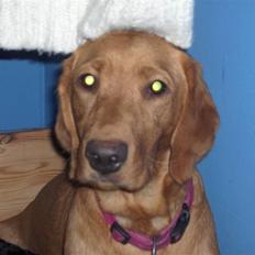 Labrador retriever trunte