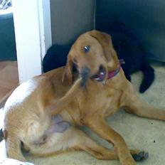 Labrador retriever trunte