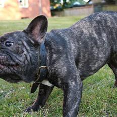 Fransk bulldog Hakonis Sweet Bella