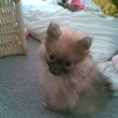 Pomeranian Malik R.I.P