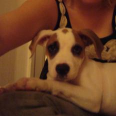 Amerikansk bulldog Carla