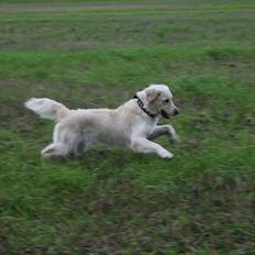 Golden retriever Bella