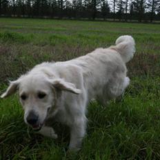 Golden retriever Bella