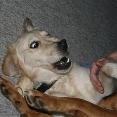 Golden retriever Bella