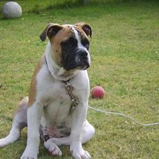 Amerikansk bulldog Cadillac Bulls " Tank "