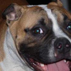 Amerikansk bulldog Cadillac Bulls " Tank "