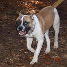Amerikansk bulldog Cadillac Bulls " Tank "
