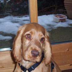 Cocker spaniel Bailey #Himmelhund#