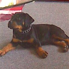 Blanding af racer zako