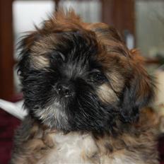 Lhasa apso Gandhi von Moisen
