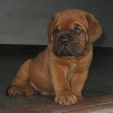 Dogue de bordeaux Zeus