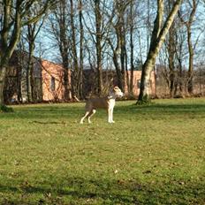 Amerikansk staffordshire terrier dimon  R.I.P :´(