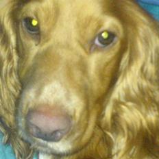 Cocker spaniel Molly