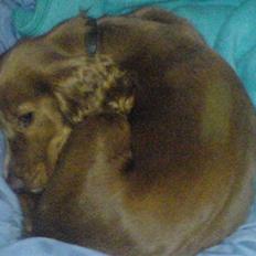 Cocker spaniel Molly