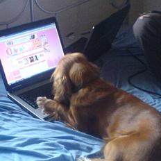 Cocker spaniel Molly