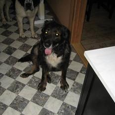 Blanding af racer Ronja,,1998-2009,sov sødt