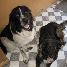 Blanding af racer Ronja,,1998-2009,sov sødt