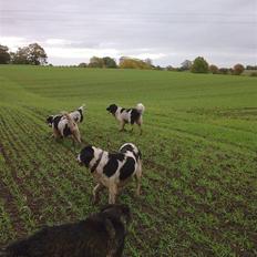 Blanding af racer Ronja,,1998-2009,sov sødt