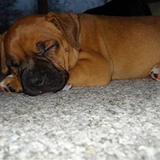 Blanding af racer Cujo R.I.P