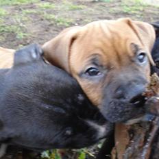 Blanding af racer Cujo R.I.P