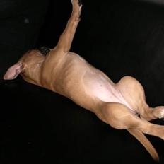 Blanding af racer Cujo R.I.P