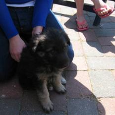 Blanding af racer Lotus