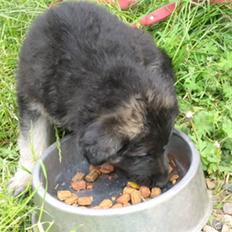 Blanding af racer Lotus