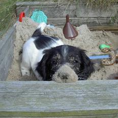Engelsk springer spaniel Cato