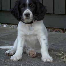 Engelsk springer spaniel Cato