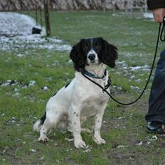 Engelsk springer spaniel Cato