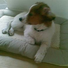 Kooikerhondje Akki-kooiko