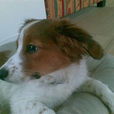 Kooikerhondje Akki-kooiko