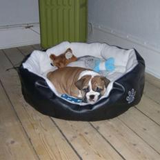 Engelsk bulldog Alfred