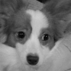 Papillon Chewey (himmelhund)