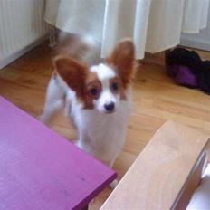 Papillon Chewey (himmelhund)