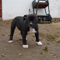 Blanding af racer muss