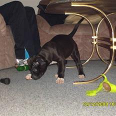 Blanding af racer muss