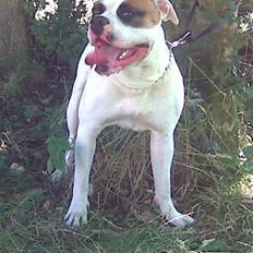 Blanding af racer Trion