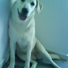 Labrador retriever Bella