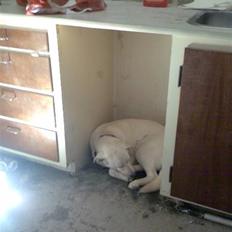 Labrador retriever Bella